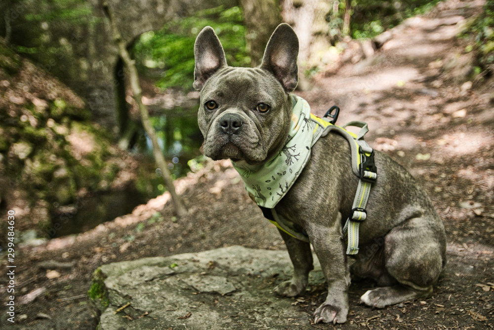 French bulldog puppy in the woods
