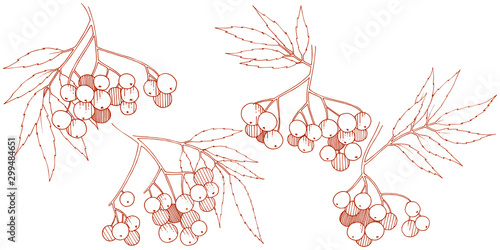 Vector autumn red sorbus plant. Berry plant botanical garden floral foliage. Isolated illustration element.