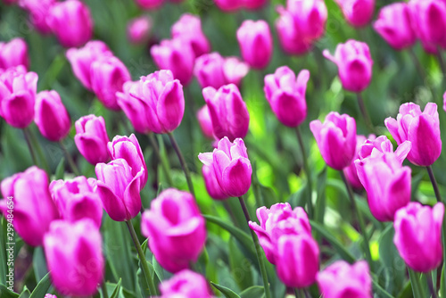 A field of lilac tulips on a sunny day. Tulip variety Miss Elegance. Concept Spring