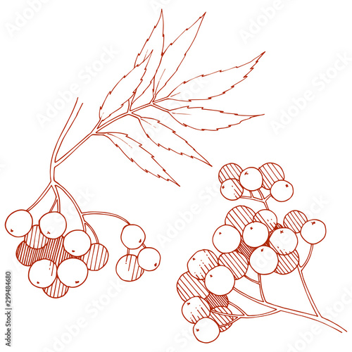 Vector autumn red sorbus plant. Berry plant botanical garden floral foliage. Isolated illustration element.