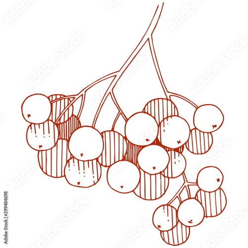 Vector autumn red sorbus plant. Berry plant botanical garden floral foliage. Isolated illustration element.