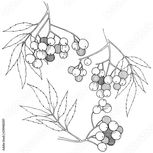 Vector autumn black sorbus plant. Berry plant botanical garden floral foliage. Isolated illustration element.