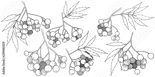 Vector autumn black sorbus plant. Berry plant botanical garden floral foliage. Isolated illustration element.