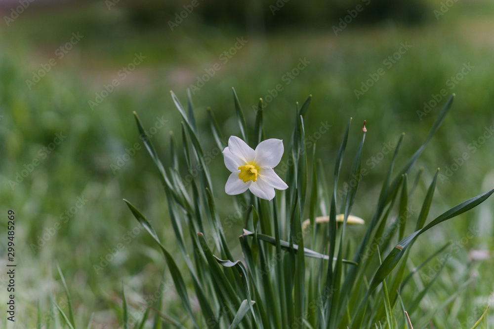 summer - white flower at green field isolated picture summer - white flower at green field isolated picture