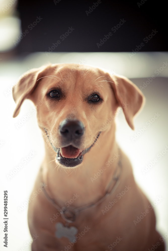Golden Retriever dog Cute and friendly pets