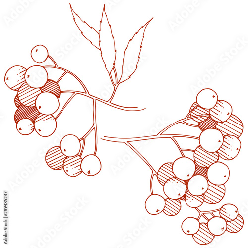 Vector autumn red sorbus plant. Berry plant botanical garden floral foliage. Isolated illustration element.