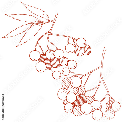 Vector autumn red sorbus plant. Berry plant botanical garden floral foliage. Isolated illustration element.