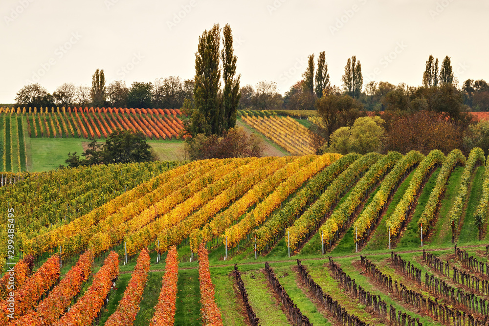 herbstliche Weinreben in der Pfalz