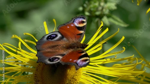 Butterfly European Peacock (Aglais io) is on Elecampane flower