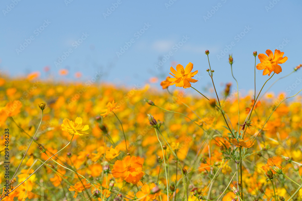 Yellow cosmos flowers with blue sky.