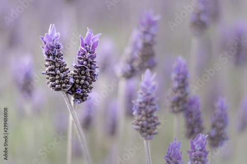Isolated Lavender  two flowers together isolated from others by shallow depth of field.