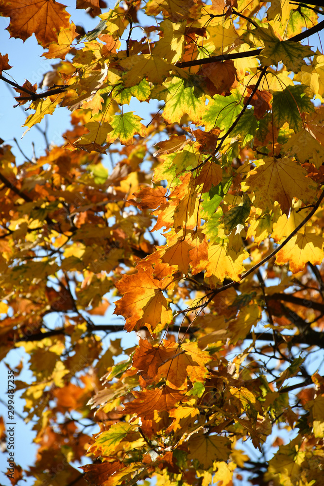 Leaves of the tree in autumn time