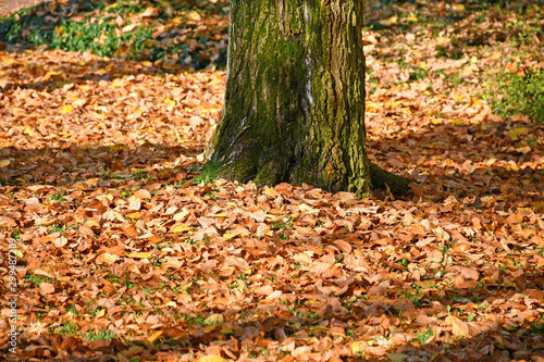 Fallen leaves of the tree in autumn time