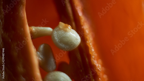 Fresh red paprikas seeds