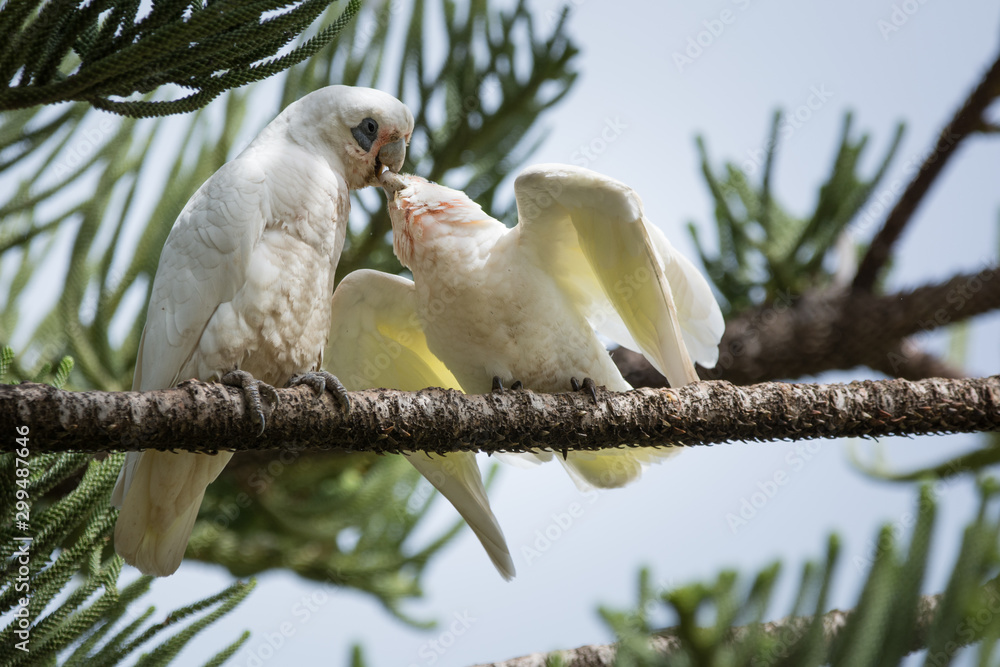 Little Corellas, parent feeding young perched on branch, Australian native birds.