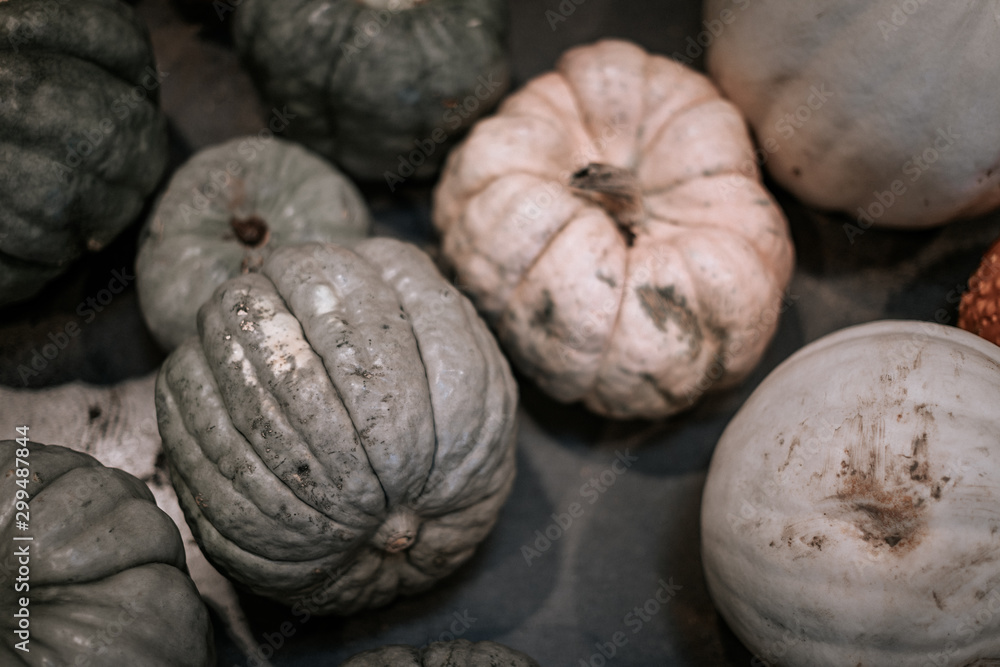 Green and white pumpkins on display at the farmers market Green and white pumpkins on display at the farmers market