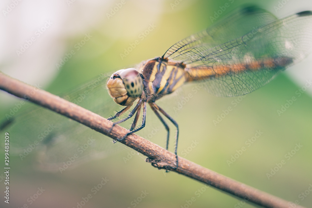 Dragonfly hold on dry branchesand copy space Dragonfly hold on dry branchesand copy space