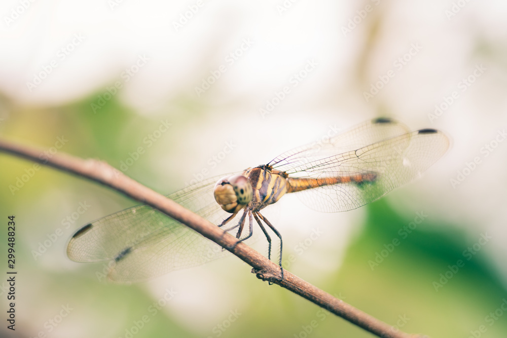 Dragonfly hold on dry branchesand copy space Dragonfly hold on dry branchesand copy space