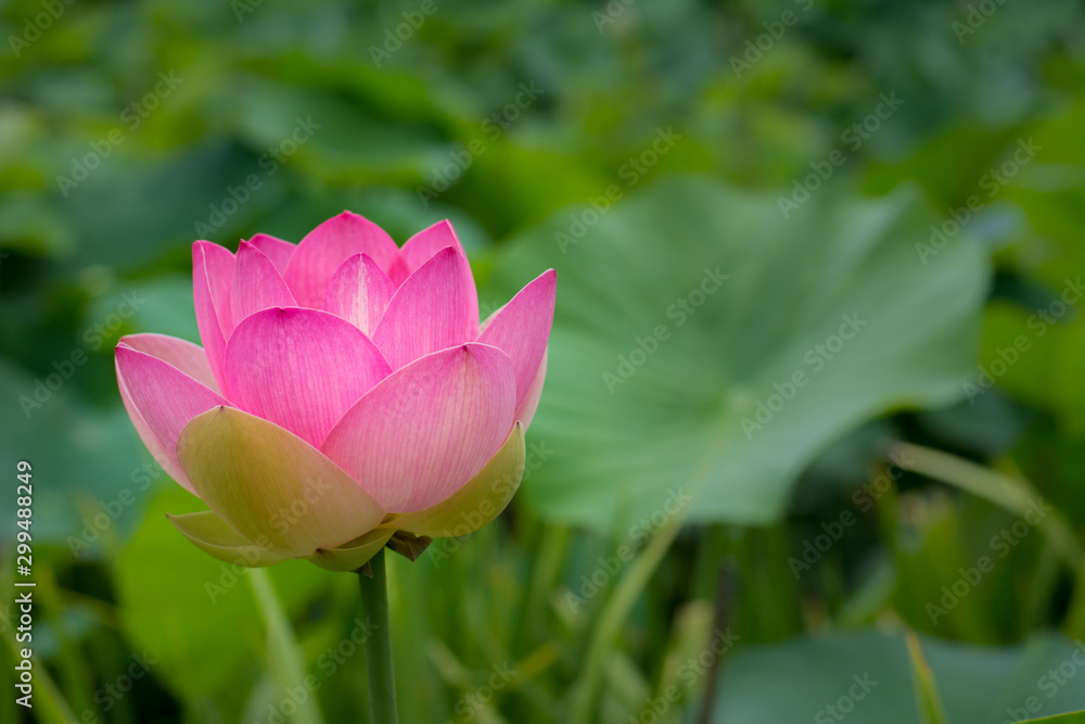 Sacred Lotus, isolated by shallow depth of field against lily pads Sacred Lotus, isolated by shallow depth of field against lily pads