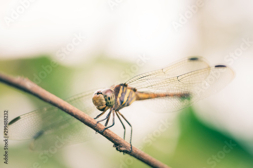 Dragonfly hold on dry branchesand copy space