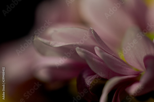 Macro shot of fresh and dry flowers 