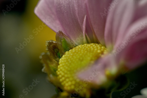 Macro shot of fresh and dry flowers 