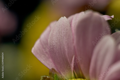 Macro shot of fresh and dry flowers 