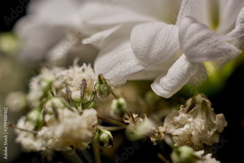 Macro shot of fresh and dry flowers 