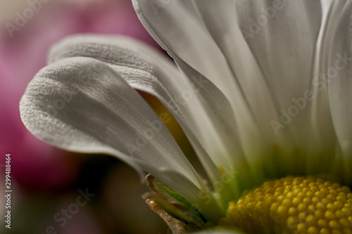 Macro shot of fresh and dry flowers 