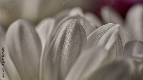 Macro shot of fresh and dry flowers 