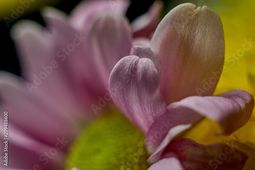 Macro shot of fresh and dry flowers 