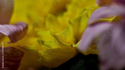 Macro shot of fresh and dry flowers 