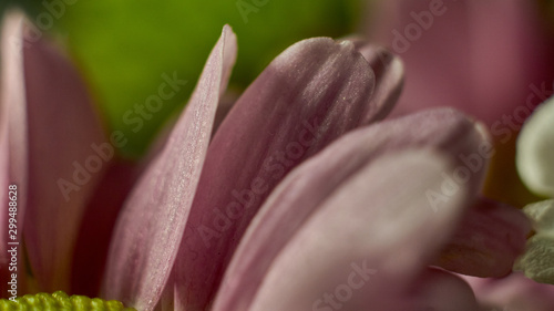 Macro shot of fresh and dry flowers 