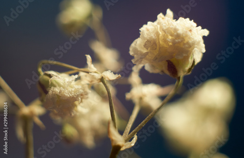 Macro shot of fresh and dry flowers 