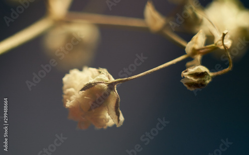 Macro shot of fresh and dry flowers 