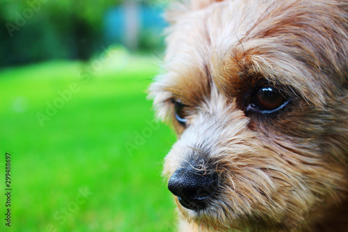 Hund im Garten