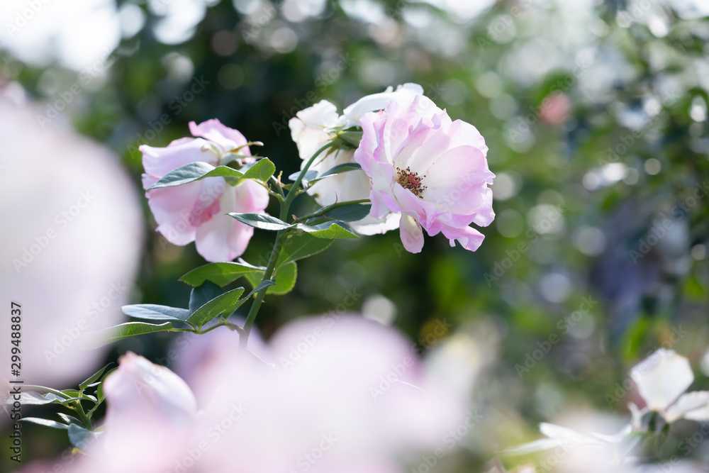 Fototapeta premium バラ園に咲くバラのクローズアップ