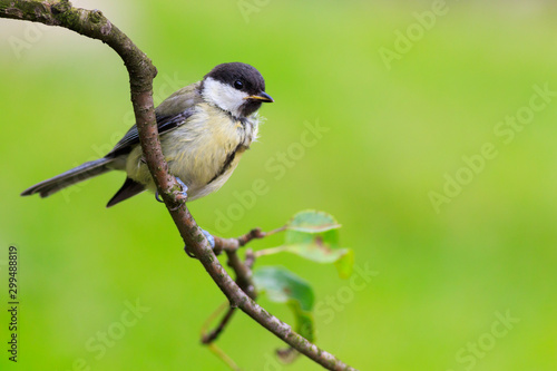 Sikora bogatka (Parus major)