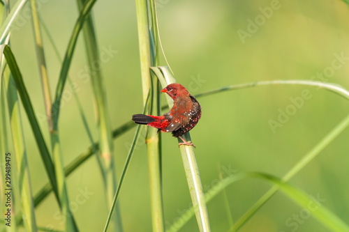 Red avadavat