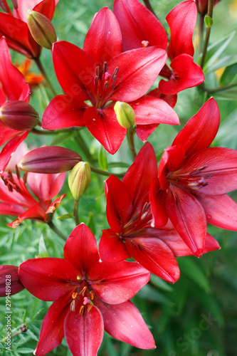 spectacular dark red garden Lily flowers close-up