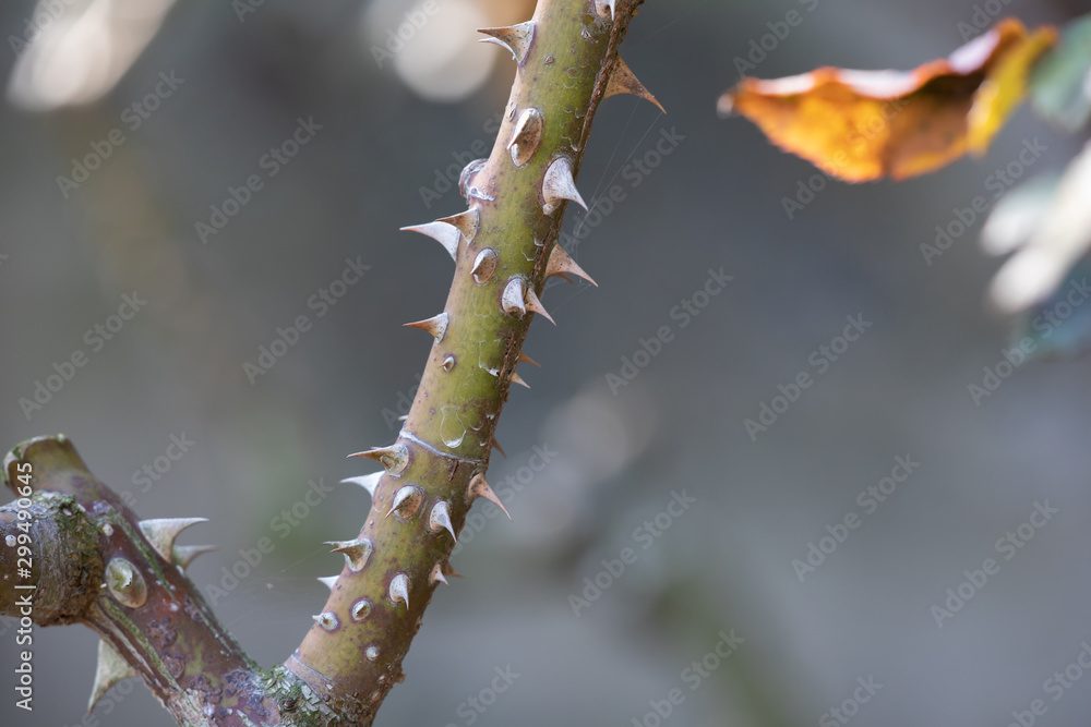 Naklejka premium 鋭利なバラのトゲ