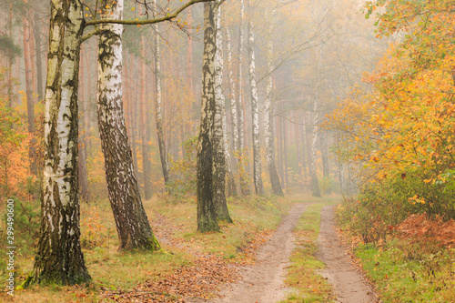 Fototapeta Naklejka Na Ścianę i Meble -  Jesień w lesie