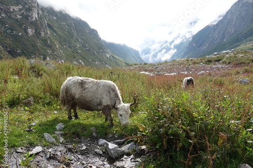 Yaks grazing in Langtang Valley, Himalaya, Nepal 2019