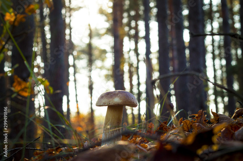 white mushroom in morning sun rays