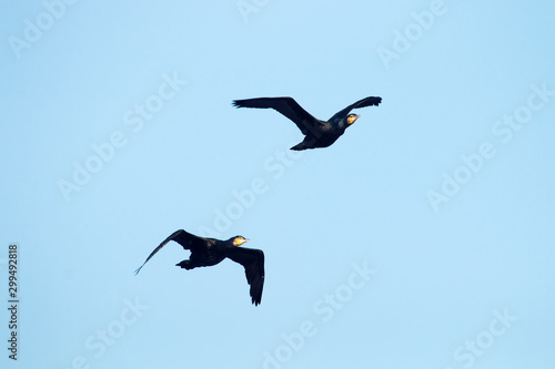 Single flying large cormorant.