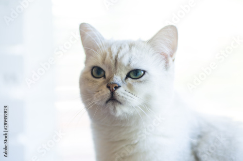 portrait of a cat of breed Scottish chinchilla, straight-eared