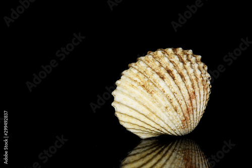 Cockles on a reflection on a black background