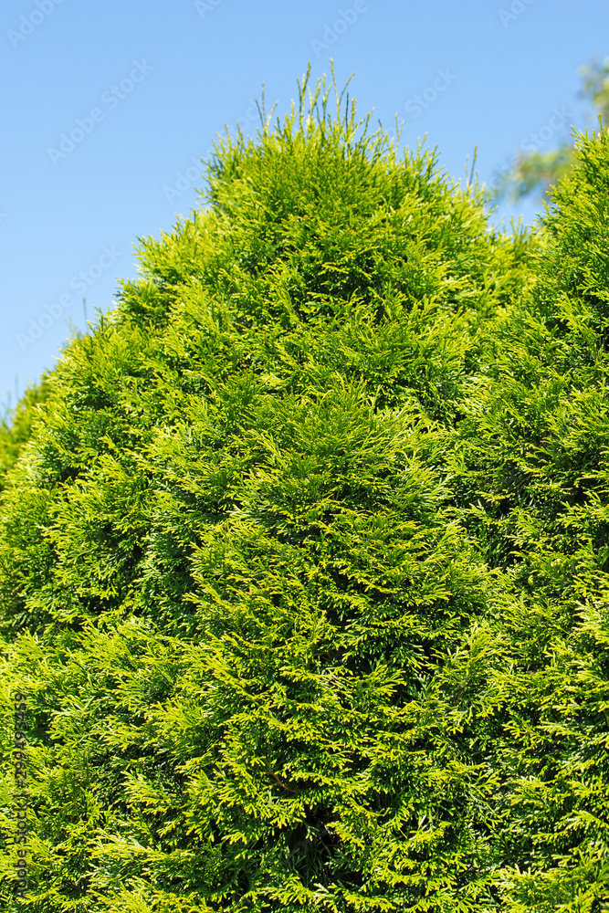 Fototapeta premium Abendländischer Lebensbaum, Thuja occidentalis