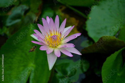 Waterlily flower and honey bee 