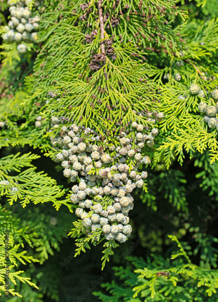 Fototapeta premium Abendländischer Lebensbaum, Thuja occidentalis, Samenstand